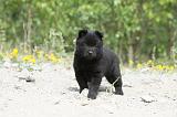 SCHIPPERKE 539